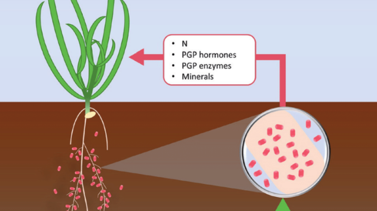 El proyecto Mobiphos del IBMCP finaliza con éxito una investigación clave, logrando que bacterias beneficiosas del suelo compartan la capacidad de solubilizar fósforo a través de biotecnología, ofreciendo una alternativa sostenible a los fertilizantes minerales Mobiphos. bacterias que comparten la capacidad de nutrir los suelos.png